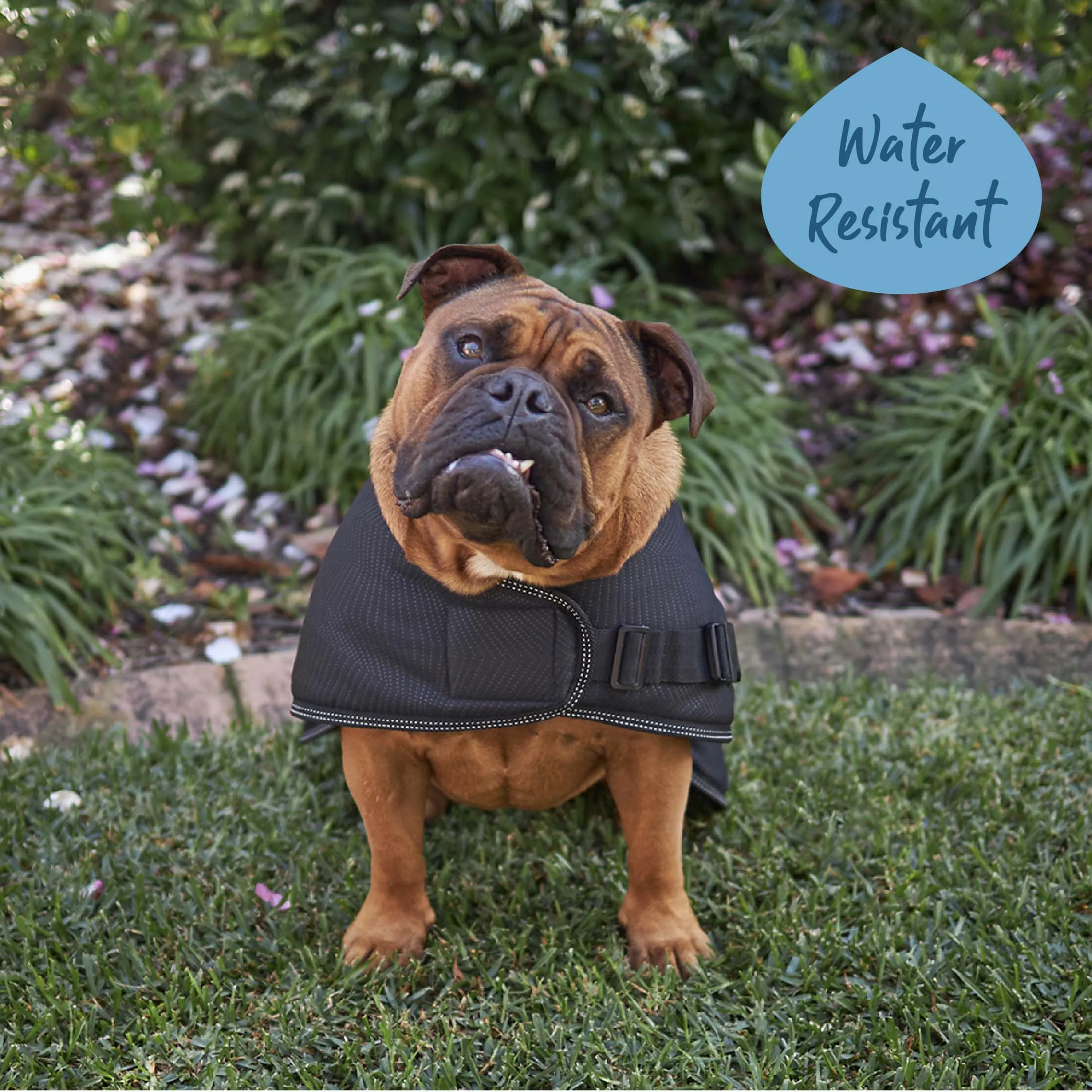 Adventure Dog Coat - Black