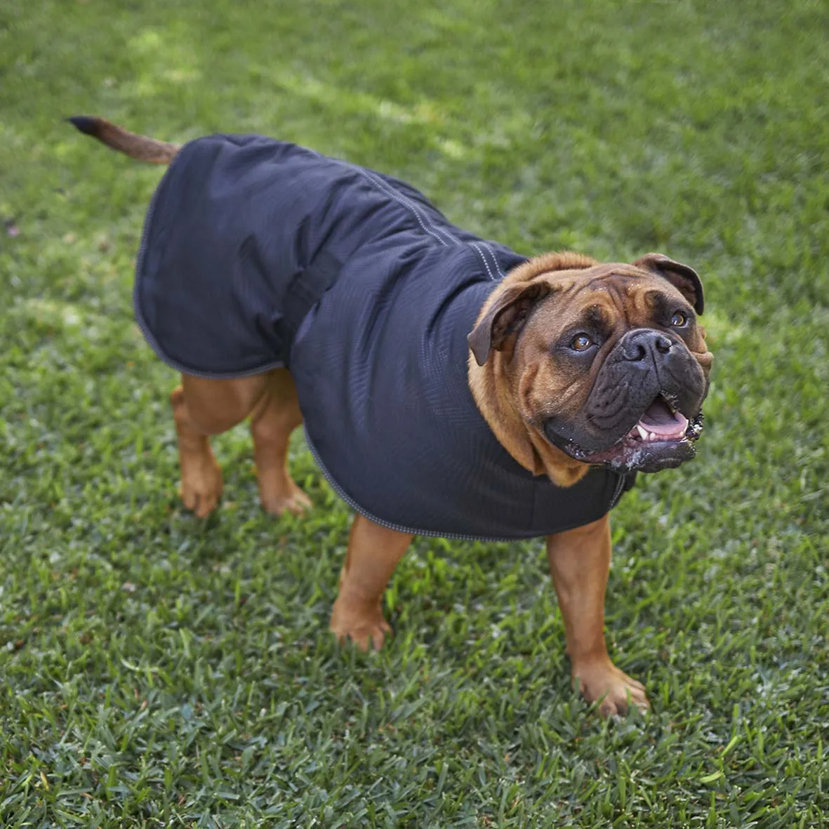 Adventure Dog Coat - Black