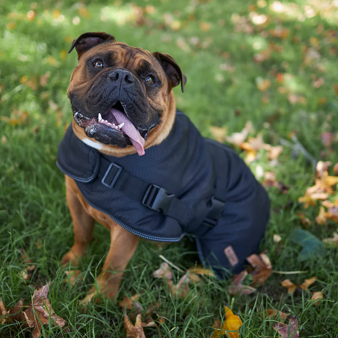 Adventure Dog Coat - Black