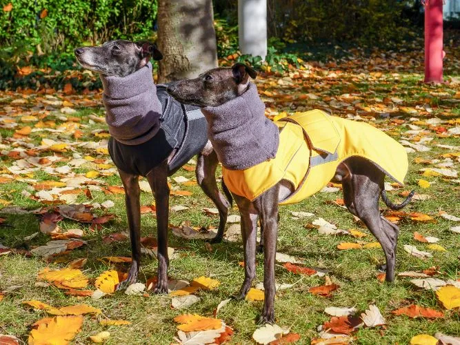 ITALIAN GREYHOUND WINTER DOG COAT   NECK WARMER / MADE TO ORDER